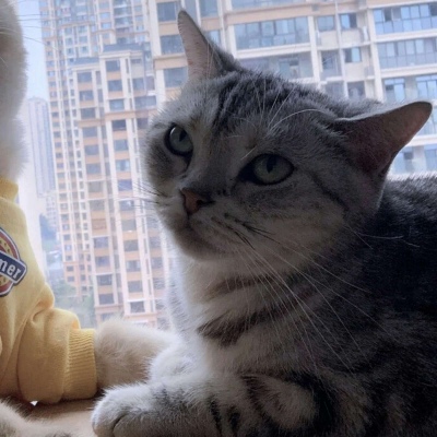 猫咪闺蜜头像两人一人一张可爱(优选18张)