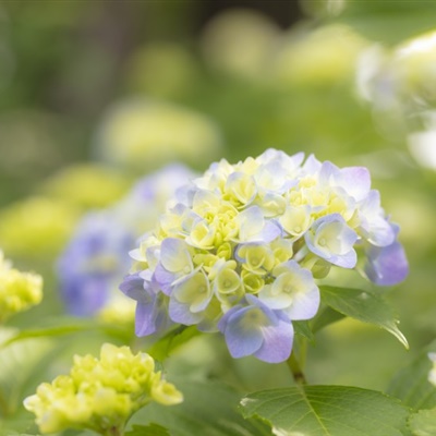 适合中年妈妈微信头像花朵(共24张)