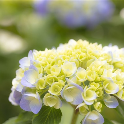 适合中年妈妈微信头像花朵(共24张)