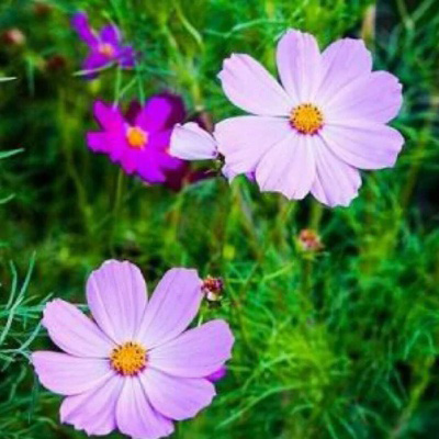 适合中年妈妈微信头像花朵(共24张)