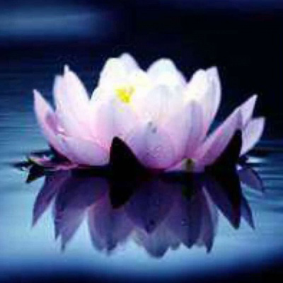 适合中年妈妈微信头像花朵(共24张)