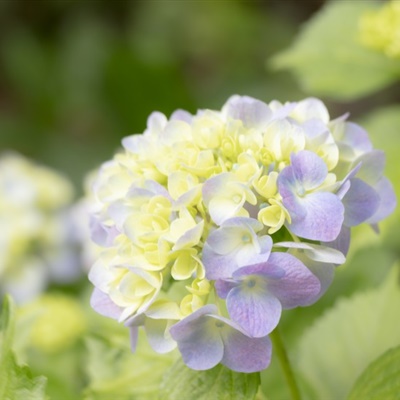 适合中年妈妈微信头像花朵(共24张)