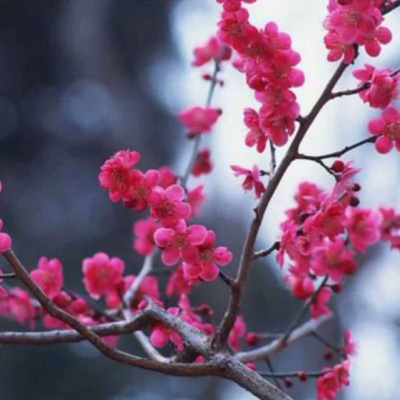 适合中年妈妈微信头像花朵(共24张)