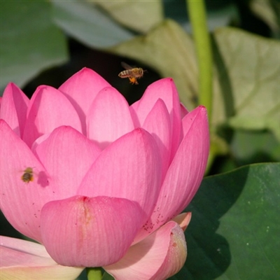 适合中年妈妈微信头像美女(精选16张)