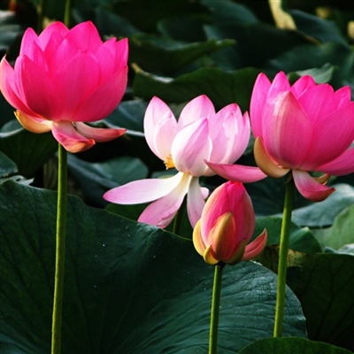 适合中年妈妈微信头像美女(精选16张)