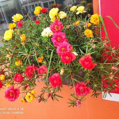 适合中年妈妈微信头像风景(精选28张)