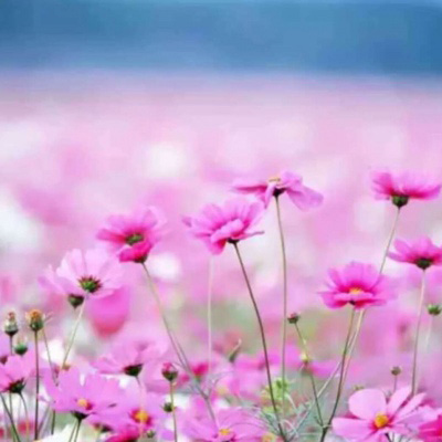 适合中年妈妈微信头像风景(精选28张)