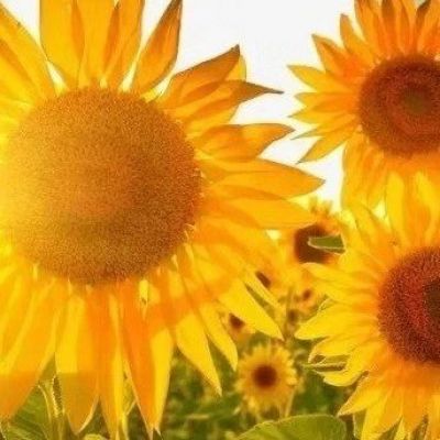 适合中年妈妈微信头像风景(精选28张)