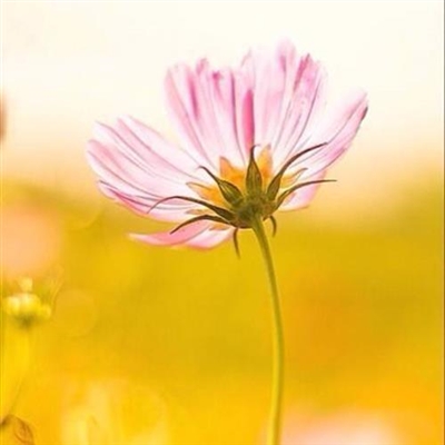 好看的微信花朵头像适合女生(16张)