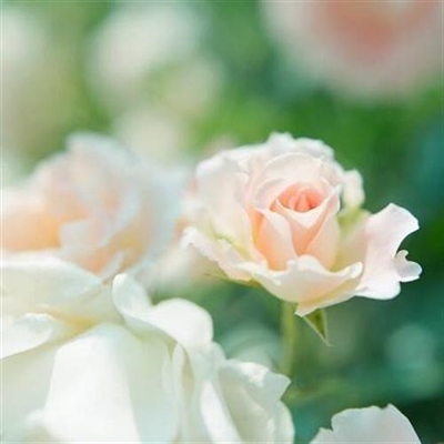 好看的微信花朵头像适合女生(16张)