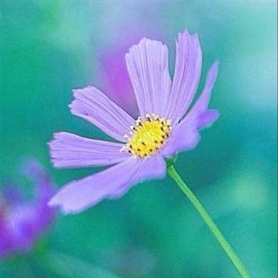 好看的微信花朵头像适合女生(16张)