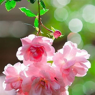 好看的微信花朵头像适合女生(16张)