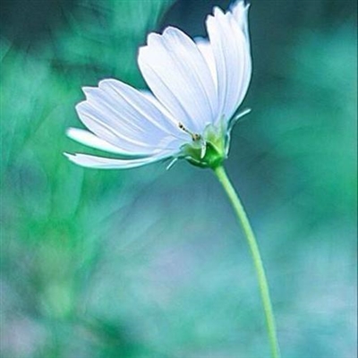 好看的微信花朵头像适合女生(16张)