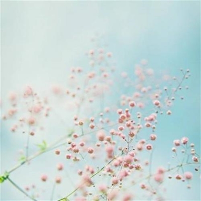 好看的微信花朵头像适合女生(16张)