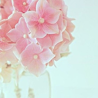 最好看的微信花朵头像图片大全(共16张)