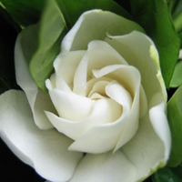 最好看的微信花朵头像图片大全(共16张)