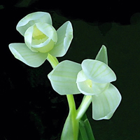 最好看的微信花朵头像图片大全(共16张)