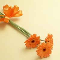 最好看的微信花朵头像图片大全(共16张)