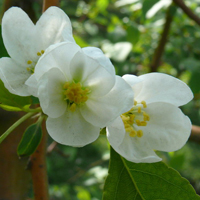 最好看的微信花朵头像图片大全(共16张)