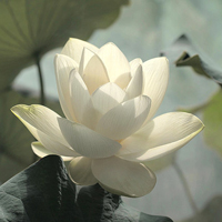 最好看的微信花朵头像图片大全(共16张)