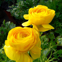 最好看的微信花朵头像图片大全(共16张)