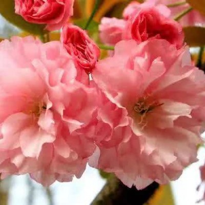 最好看的微信花朵头像好运(优选16张)