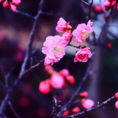 最好看的微信花朵头像好运(优选16张)