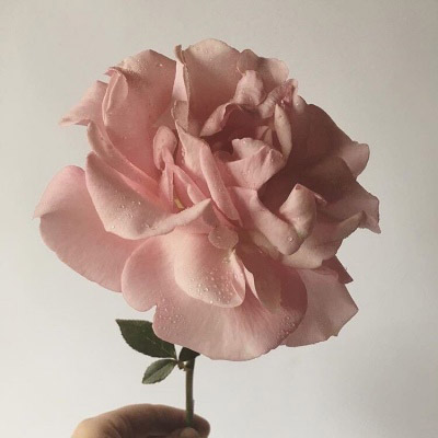 最好看的微信花朵头像好运(优选16张)