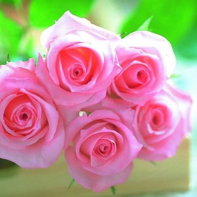 最好看的微信花朵头像好运(优选16张)