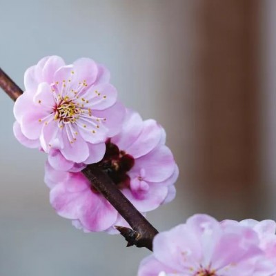 最好看的微信花朵头像好运(优选16张)