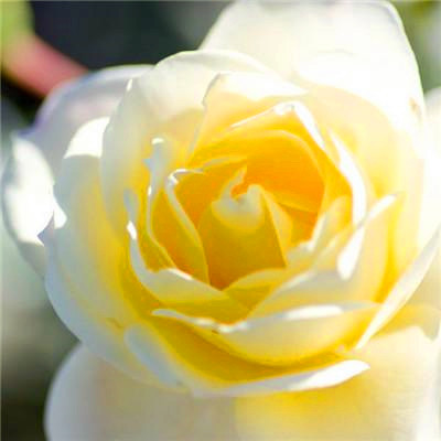 2023微信最吉利的好看头像(20张)