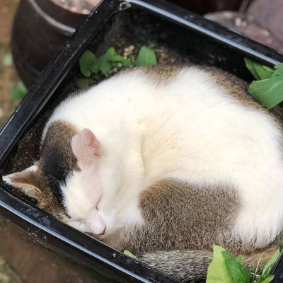 精致高雅的四十岁女人头像(优选38张)