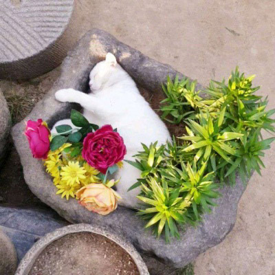 精致高雅的四十岁女人头像(优选38张)