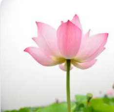 最招财的微信头像图片(共16张)