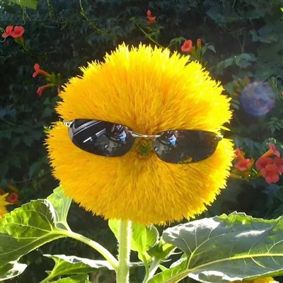 可爱又不失沙雕的头像(共18张)