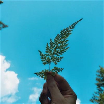 有品位的微信头像淡雅(共30张)