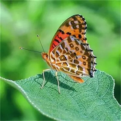 2023年微信头像最吉利好运图片(精选24张)