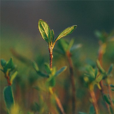 2023年微信头像最吉利好运图片(精选24张)