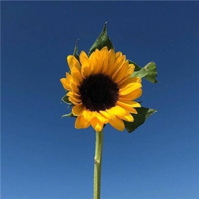 阳光干净的微信头像高清(优选22张)