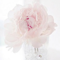 静物头像简约清新图片(24张)