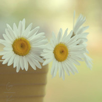 静物头像简约清新图片(24张)