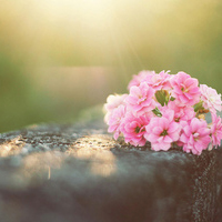 静物头像简约清新图片(24张)