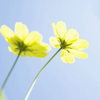 唯美意境图片清新淡雅头像(优选24张)