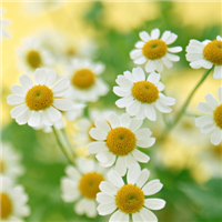 唯美意境图片清新淡雅头像(优选24张)