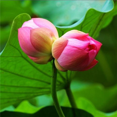 高雅有内涵的微信头像(精选22张)