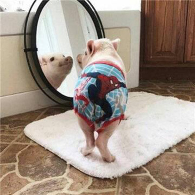 一对小猪的情侣头像(16张)