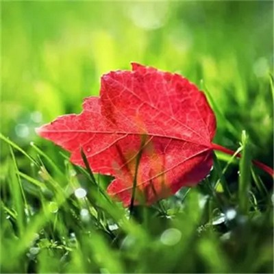 2023年微信头像最吉利好运图片女(精选28张)