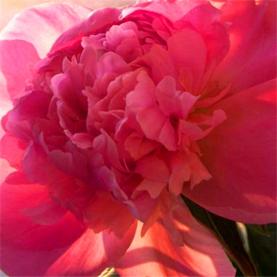 2023带来好运的微信头像(共20张)