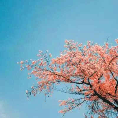 2023带来好运的微信头像(共20张)