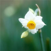 清新小花头像微信头像(精选18张)